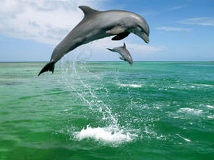 Great Barrier Reef Bottlenose Dolphins