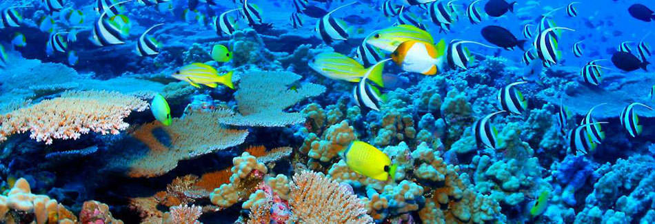 Australia The Great Barrier Reef Facts For Kids