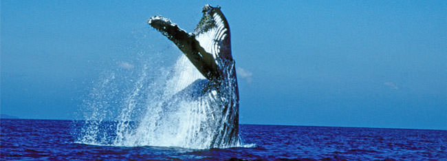 Great-Barrier-Reef-Whales-Header Great Barrier Reef Whales