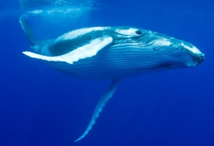 Great Barrier Reef Humpback Whales