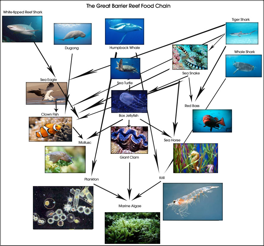 How does a coral reef's food chain work?