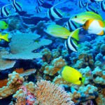 Great Barrier Reef Facts
