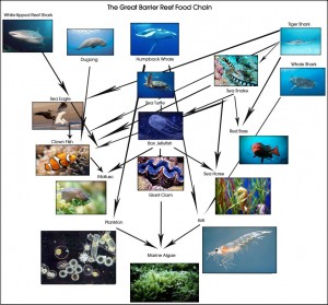 Great Barrier Reef Food Web | Great Barrier Reef Australia