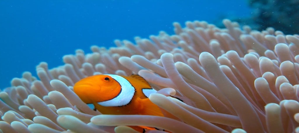 The Great Eight of the Great Barrier Reef | Great Barrier Reef Australia